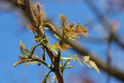 Koelreuteria paniculata - svítel latnatý - jarní výhonky